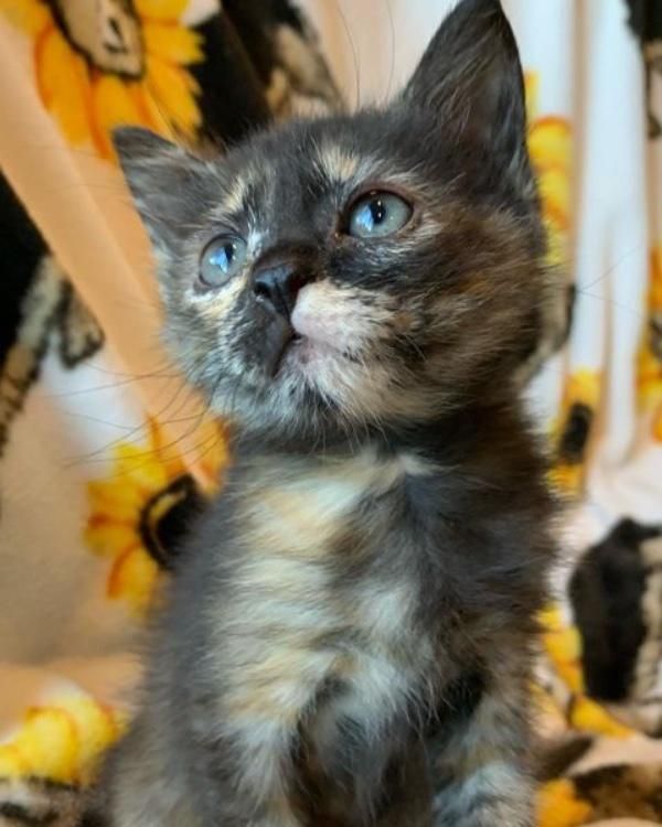 beautiful tortie kitten cat